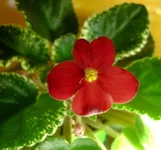 mac's virtually velvet_1цв.webp