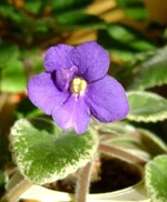 mac's very indigo_1цв.webp