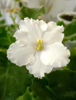 fantasy maker_1цв.webp