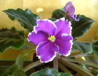 -дыхание грозы.webp