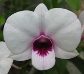 Den. Chao Praya Gem.preview.jpg
