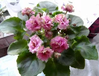 Sassy Sister (S. Sorano)_5073_thumb.webp