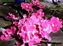 Rebels Faits_thumb.webp