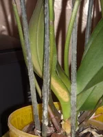 DSCN2216.JPG