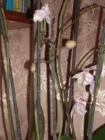 DSCN2217.JPG