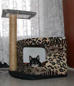  котэ))))).webp