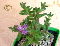 Trichodeadema  marlothii.webp