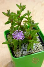 Trichodeadema marlothii.webp