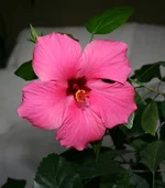 gibiskus 007.webp