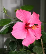 gibiskus 012.webp