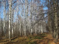  берёзки.webp