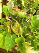 Plum Allusion (1).webp