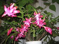 IMG_2346 1.jpg