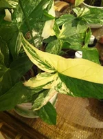 Imperial White (1).webp