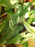 Imperial White (2).webp