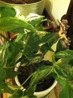 Imperial White (3).webp