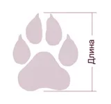 shoesschema.webp