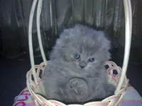 .webp
