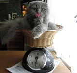 .webp