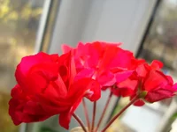 DSC03202.webp