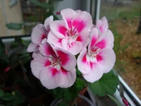 DSC03221.webp