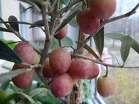 DSC03246.webp