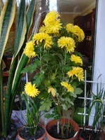 DSC03261.webp