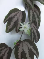 P.trifasciata flowers2.webp