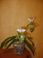 IMG_1288.jpg