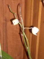 DSCN2220.JPG