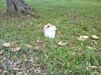  лиловоногая 2012.(1)JPG.webp