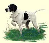 dog.webp