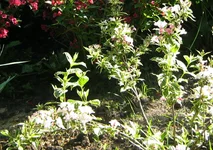 01.webp