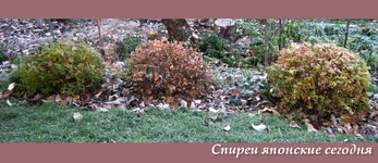 .webp