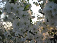 (6).webp