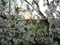  (7).webp