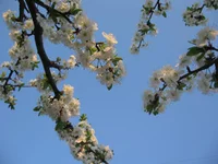  (10).webp