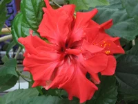  (97).webp