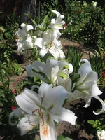  (209).webp