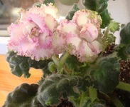 Уси Пуси.webp