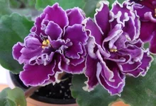 Шато Брион4.webp