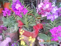 DSCN1436_thumb.jpg