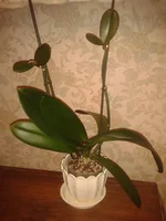 IMG_20121125_175515.jpg