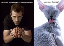  головного мозга.webp