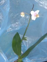 DSCN2272.JPG
