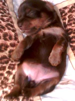 IMG0437A.webp