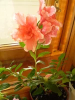 P9110258.webp