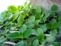 DSCN0603.webp