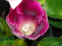 762-сеянец 44.webp