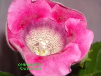DSCN0655 сеянец33.webp